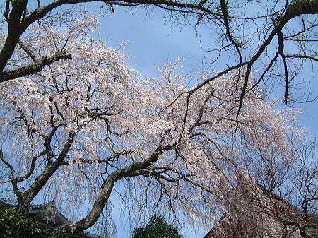 吉野・竹林院群芳園の桜