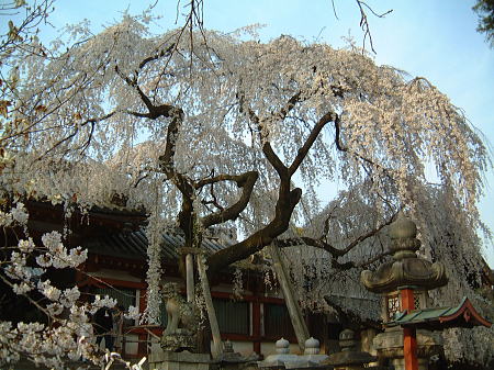 奈良・氷室神社のしだれ桜