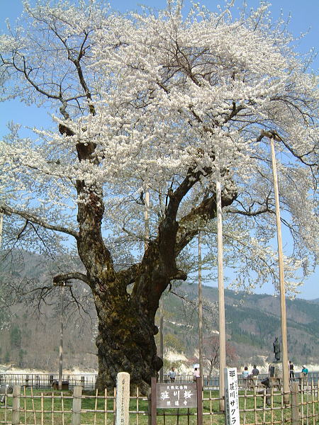 荘川桜(1)/2008.4.30