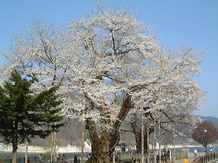 荘川桜(2)/2008.4.30