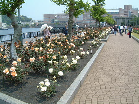 横須賀・ヴェルニー公園のバラ(1)/2008.5.17