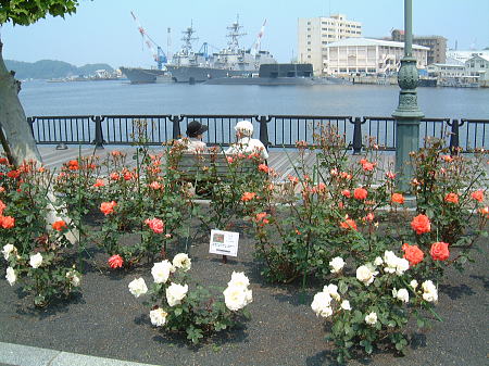 横須賀・ヴェルニー公園のバラ(2)/2008.5.17