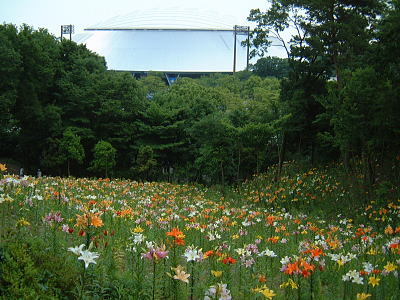 所沢・ゆり園のゆりの花(1)/2008.6.14