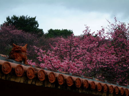 名護中央公園の桜/2009.1.27