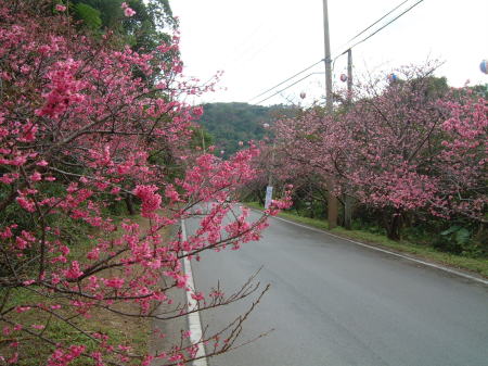 八重岳桜の森公園の桜/2009.1.27