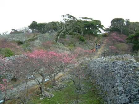今帰仁城跡の桜/2009.1.27