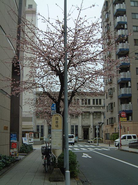 関内で見かけた桜(1)/2009.2.24