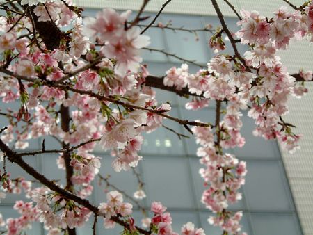 関内で見かけた桜(3)/2009.2.24