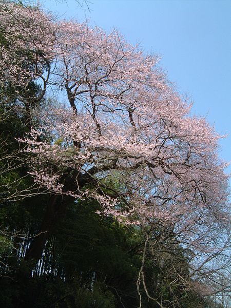 北本自然観察公園のエドヒガンザクラ(1)/2009.3.21