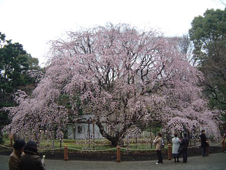 六義園のしだれ桜/2009.3.25