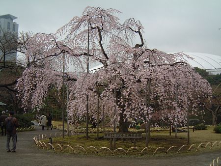 小石川後楽園のしだれ桜/2009.3.25