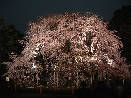 六義園のしだれ桜のライトアップ/2009.3.25