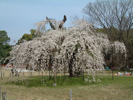 上賀茂神社のしだれ桜/2009.4.3
