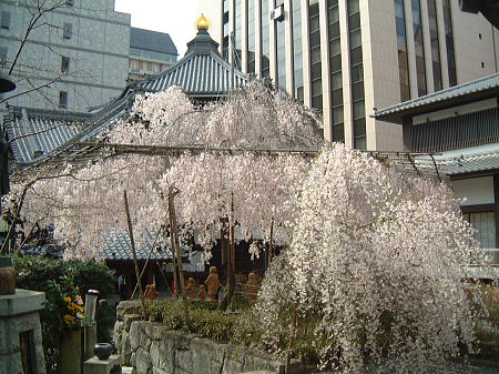六角堂の桜/2009.4.3
