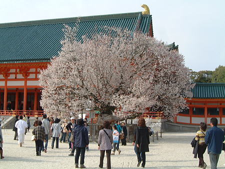 平安神宮・左近の桜/2009.4.3