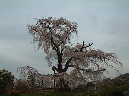 円山公園のしだれ桜/2009.4.3
