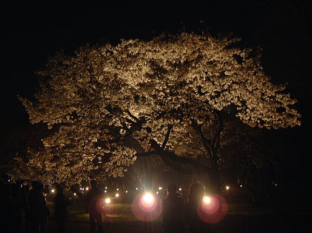 二条城の桜のライトアップ/2009.4.3