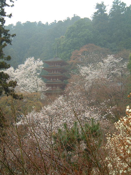 長谷寺の桜/2009.4.4