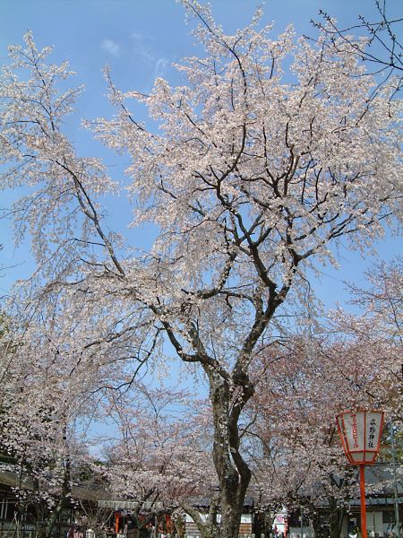 平野神社の桜/2009.4.5