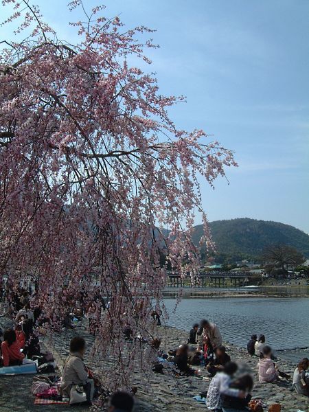 嵐山・渡月橋としだれ桜/2009.4.5
