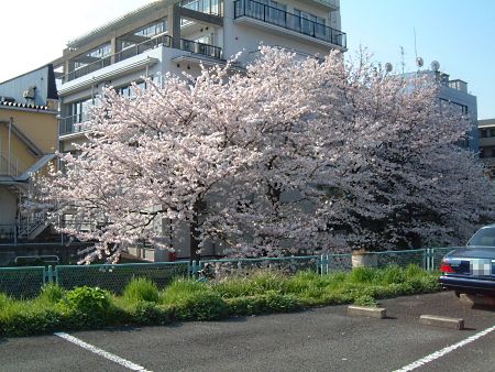 ご近所の桜/2009.4.6