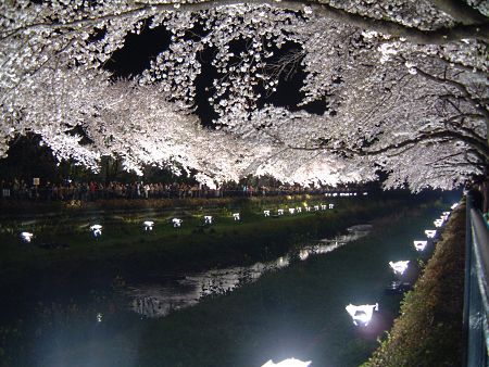 調布・野川の桜のライトアップ/2009.4.7