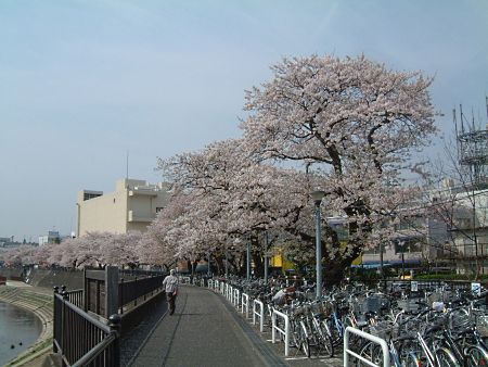戸塚 柏尾川の桜/2009.4.8