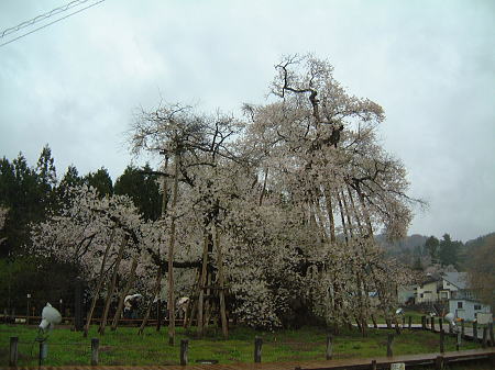 伊佐沢の久保桜/2009.4.25