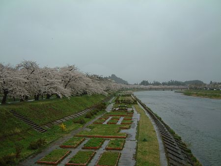 角館・檜木内川の桜並木(1)/2009.4.26