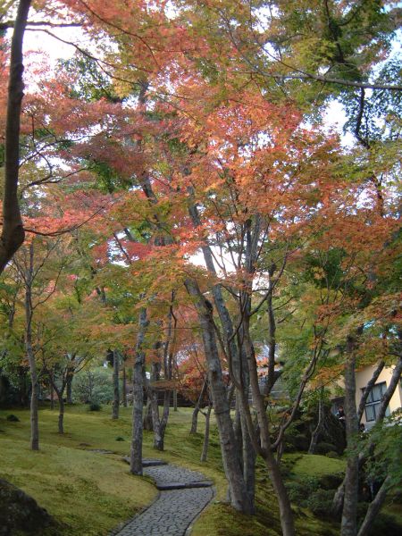 箱根美術館の紅葉(2)/2009.11.7