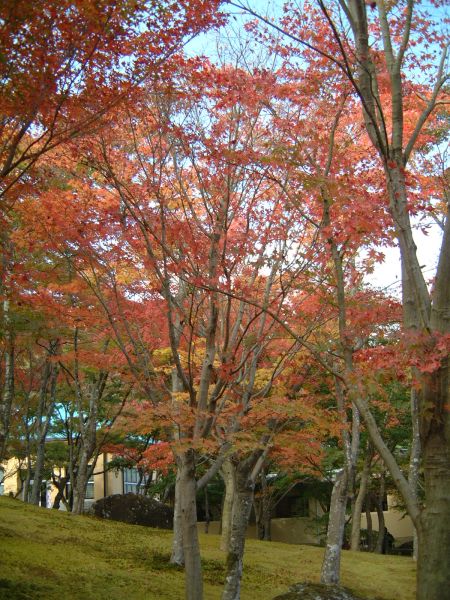 箱根美術館の紅葉(4)/2009.11.7