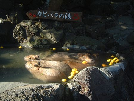 のんびりお風呂に浸かるカピバラ／伊豆シャボテン公園にて/2009.12.31