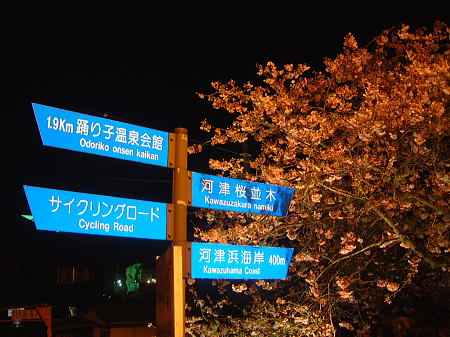 河津桜 夜桜ライトアップ(1)/2010.2.19