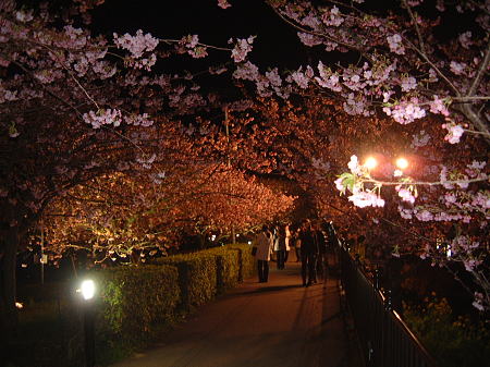 河津桜 夜桜ライトアップ(2)/2010.2.19