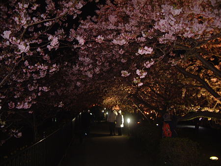 河津桜 夜桜ライトアップ(3)/2010.2.19