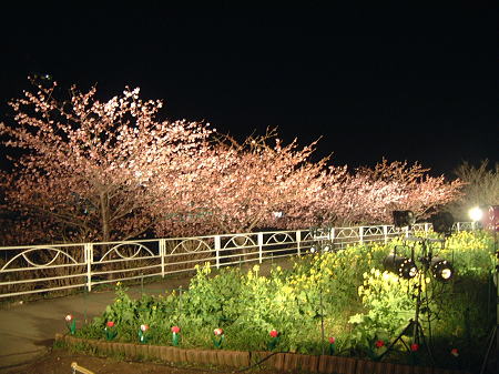 河津桜と菜の花のテレビ中継でのライトアップ/2010.2.19