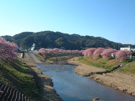下賀茂みなみの桜(3)/2010.2.20