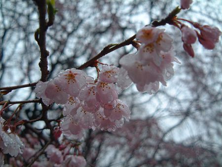 お気に入りの桜(1)/2010.3.25