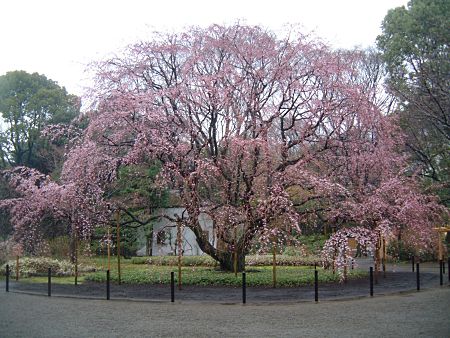 お気に入りの桜(2)/2010.3.25