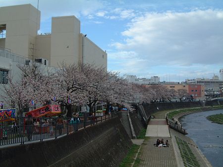 横浜・戸塚 柏尾川の桜(3)/2010.4.1