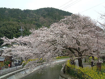 山科疏水の桜と菜の花(1)/2010.4.2