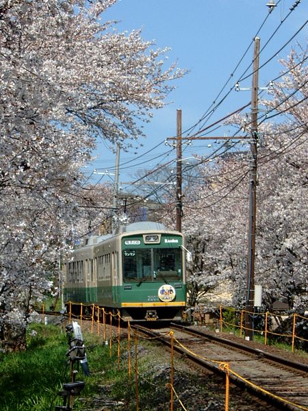嵐電 桜のトンネル(3)/2010.4.4