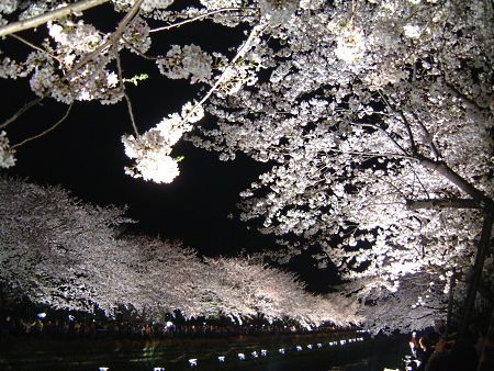調布・野川の桜のライトアップ(1)/2010.4.6