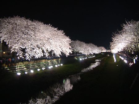 調布・野川の桜のライトアップ(2)/2010.4.6