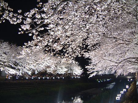 調布・野川の桜のライトアップ(3)/2010.4.6