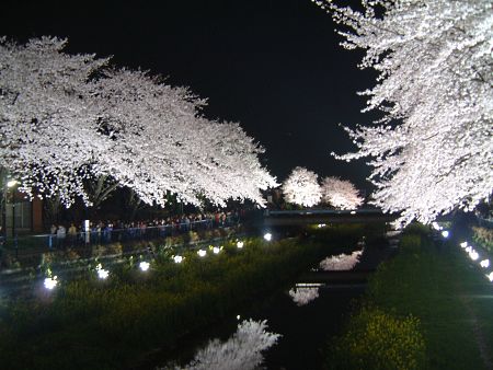 調布・野川の桜のライトアップ(4)/2010.4.6
