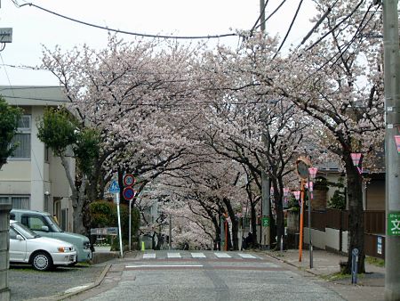 港南桜道の桜(1)/2010.4.7