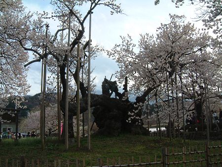 山高神代桜(1)/2010.4.10