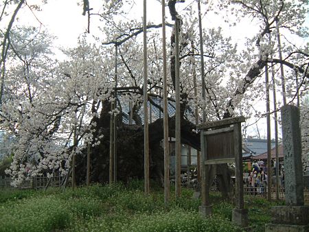 山高神代桜(3)/2010.4.10