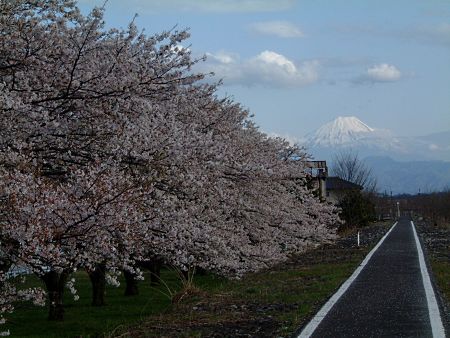 富士山と桜(1)/2010.4.10